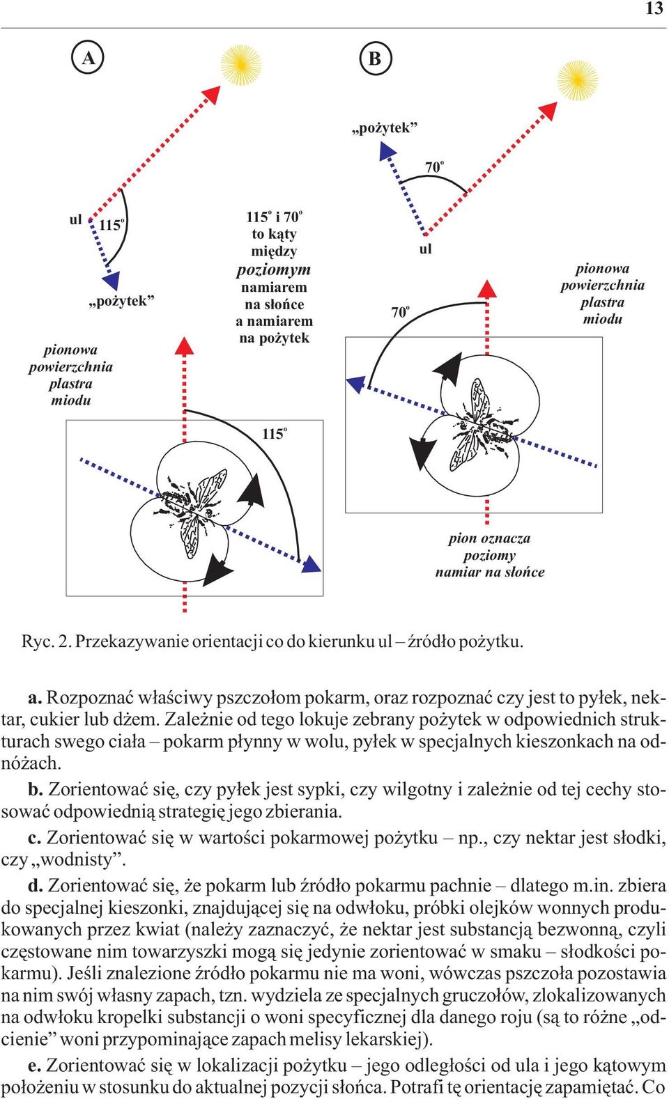 Rozpoznaæ w³aœciwy pszczo³om pokarm, oraz rozpoznaæ czy jest to py³ek, nektar, cukier lub d em.