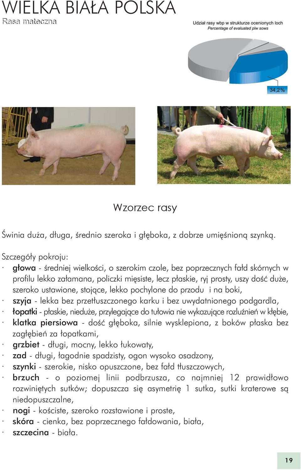 ustawione, stoj¹ce, lekko pochylone do przodu i na boki, szyja - lekka bez przet³uszczonego karku i bez uwydatnionego podgardla, ³opatki - p³askie, niedu e, przylegaj¹ce do tu³owia nie wykazuj¹ce