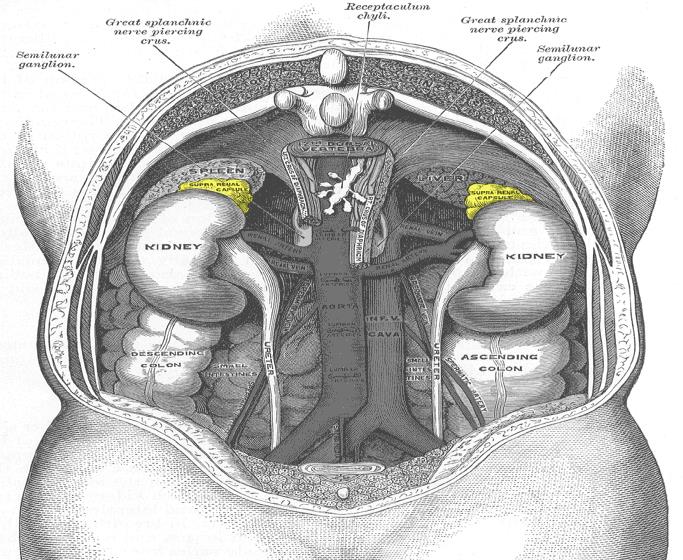 Nadnercza Parzysty narząd położony zaotrzewnowo. U dorosłych nadnercze ma ok. 5 cm wysokości, 3 cm szerokości i 1 cm grubości. Masa - około 10-18 g (kora stanowi około 80-90% masy).