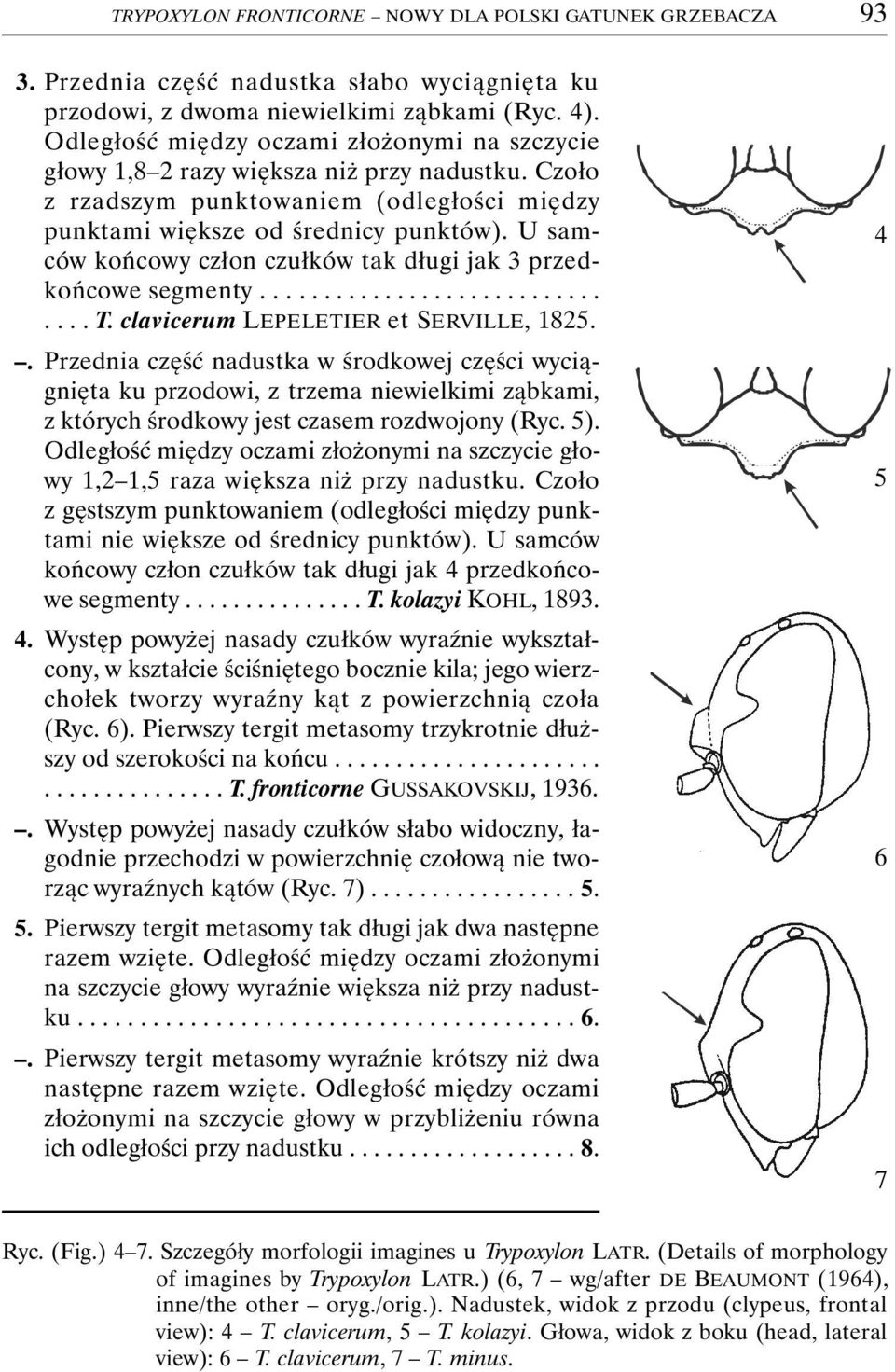 U samców końcowy człon czułków tak długi jak 3 przedkońcowe segmenty................................ T. clavicerum LEPELETIER et SERVILLE, 1825.