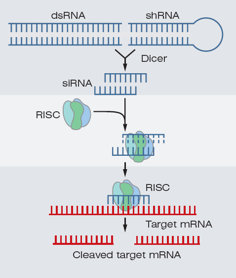 Interferencja RNA Andrew Fire i Craig Mello 2006