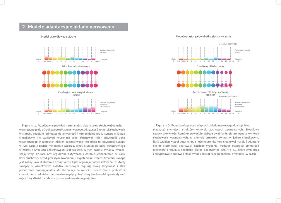Jeżeli aktywność ucha wewnętrznego w zakresach niskich częstotliwości jest niska to aktywność synaps w tym paśmie będzie minimalnie większa.