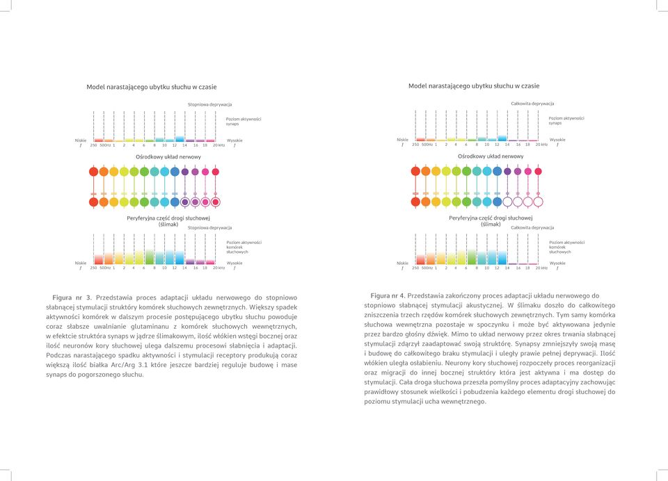 ślimakowym, ilość włókien wstęgi bocznej oraz ilość neuronów kory słuchowej ulega dalszemu procesowi słabnięcia i adaptacji.