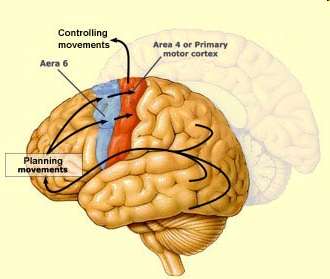 Rola pierwotnej i wtórnej okolicy ruchowej Pierwotna okolica ruchowa (pole 4) kontroluje ruchy, natomiast planuje je dodatkowa kora ruchowa
