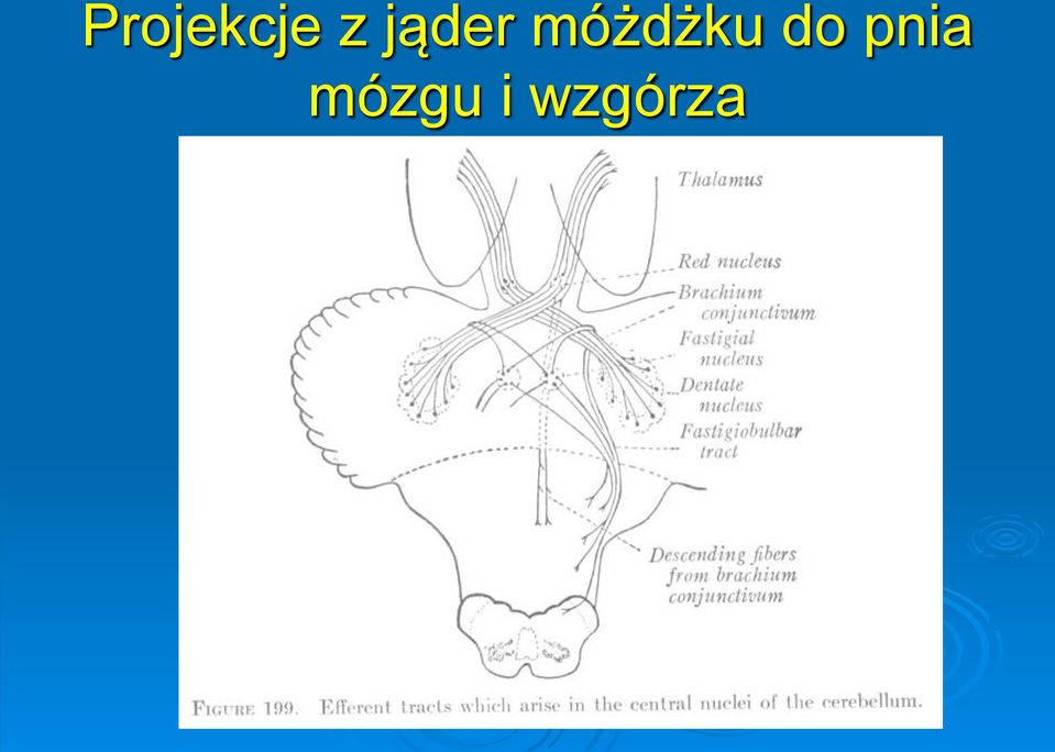 móżdżku do