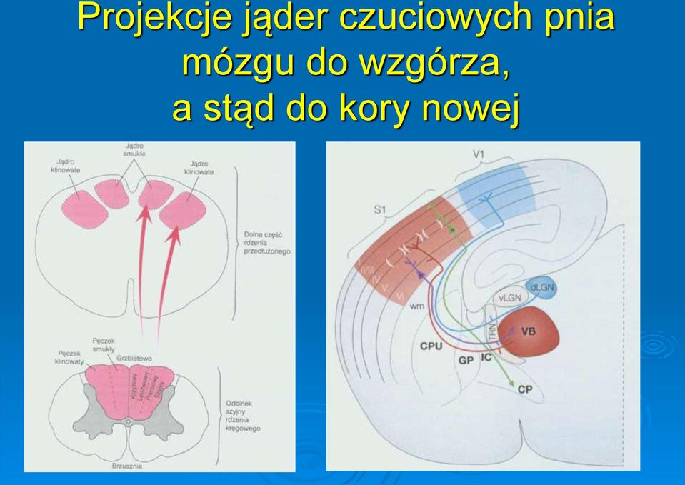 mózgu do wzgórza,