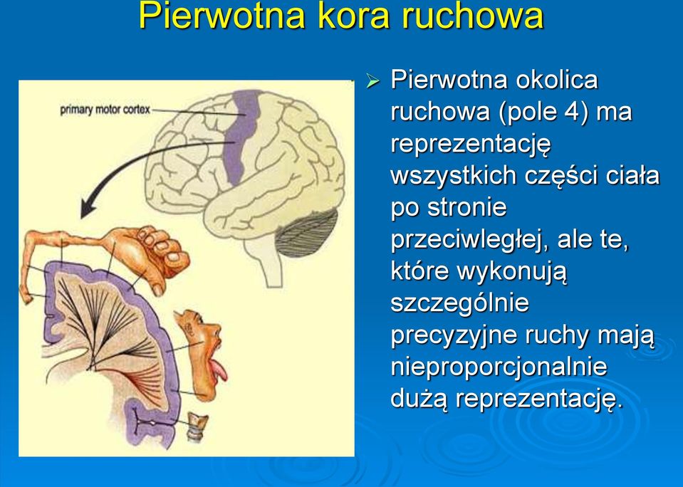 przeciwległej, ale te, które wykonują szczególnie