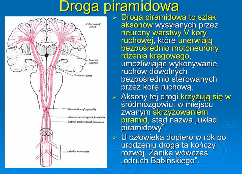 sterowanych przez korę ruchową.