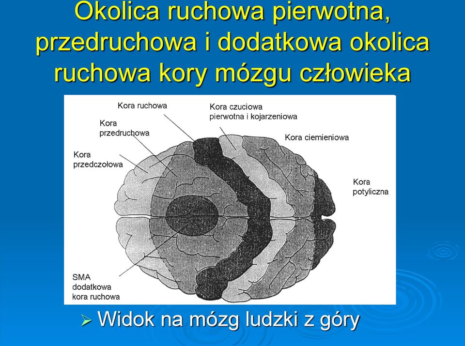 okolica ruchowa kory mózgu