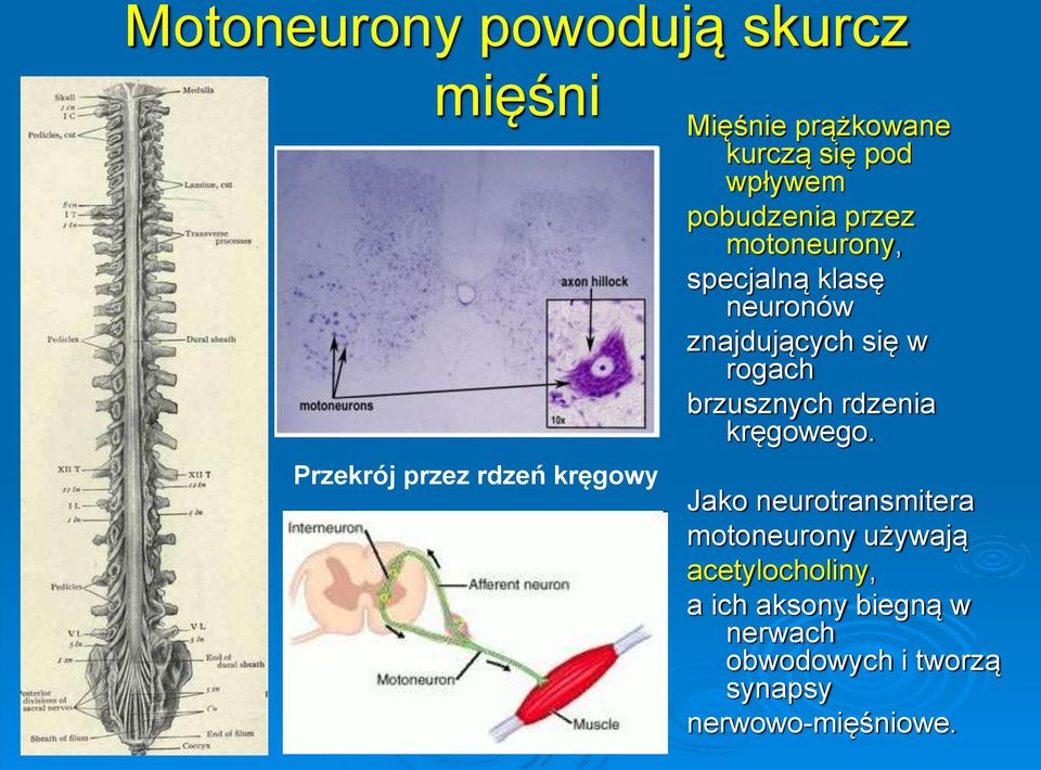 znajdujących się w rogach brzusznych rdzenia kręgowego.