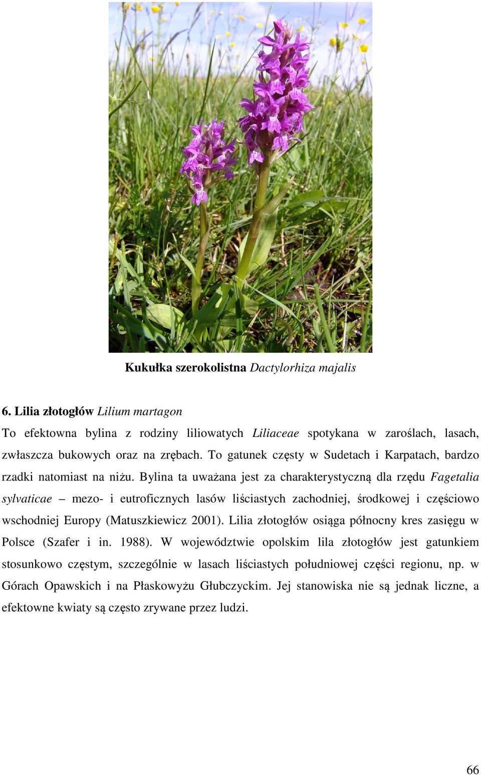 Bylina ta uważana jest za charakterystyczną dla rzędu Fagetalia sylvaticae mezo- i eutroficznych lasów liściastych zachodniej, środkowej i częściowo wschodniej Europy (Matuszkiewicz 2001).