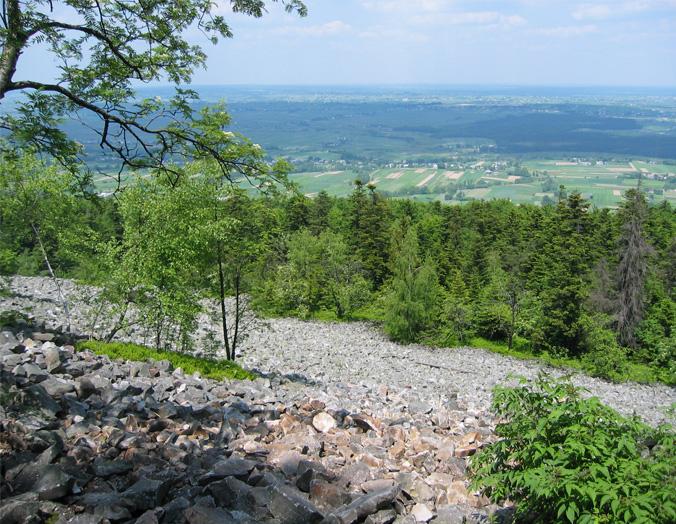 CHARAKTERYSTYKA SIEDLISK NATUROWYCH