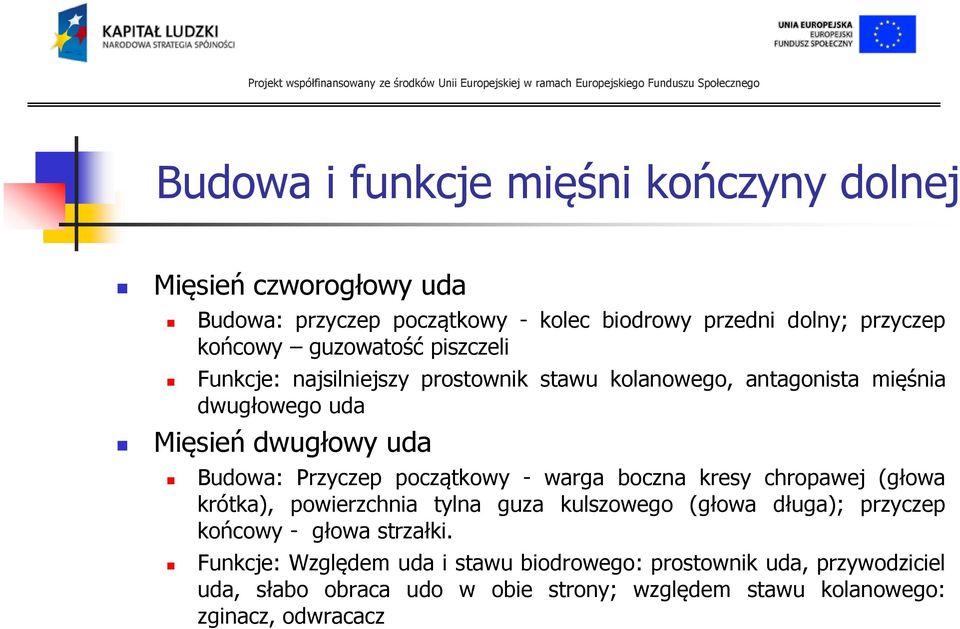 początkowy - warga boczna kresy chropawej (głowa krótka), powierzchnia tylna guza kulszowego (głowa długa); przyczep końcowy - głowa strzałki.