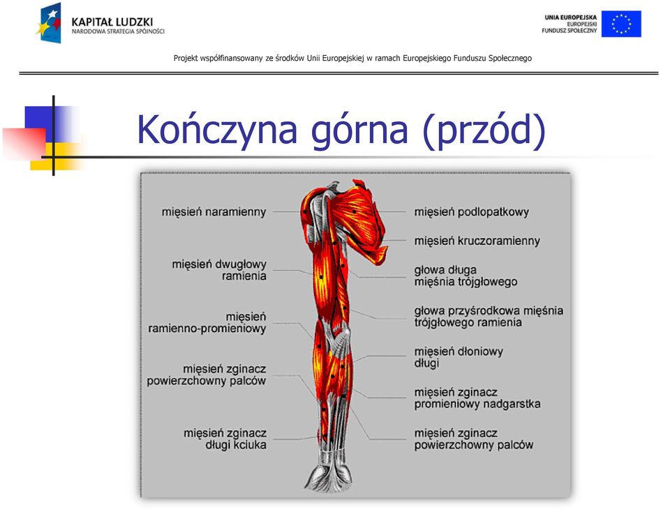 (przód)