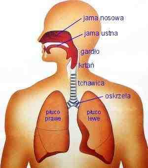 dolne drogi oddechowe górne drogi oddechowe UKŁAD ODDECHOWY CZŁOWIEKA Funkcje układu oddechowego: Zapewnia wymianę gazową między organizmem a otoczeniem Oczyszcza,