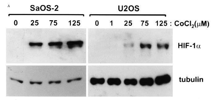 CoCl 2 AKTYWUJE HIF Increase in HIF- protein levels by cobalt