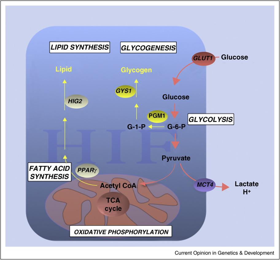 Wpływ HIF-1 na metabolizm niedotlenionej komórki nowotworowej W wyniku zwiększonej glikolizy w komórce wzrasta stężenie kwasu mlekowego, co prowadzi do obniżenia ph.