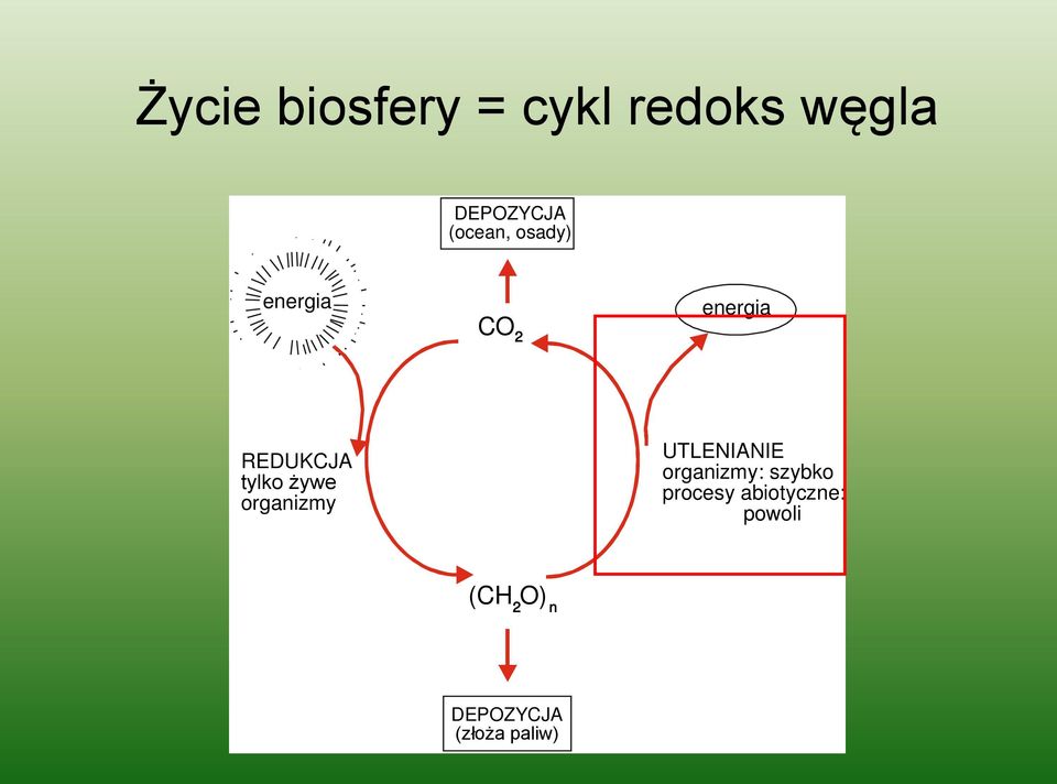 żywe organizmy UTLENIANIE organizmy: szybko