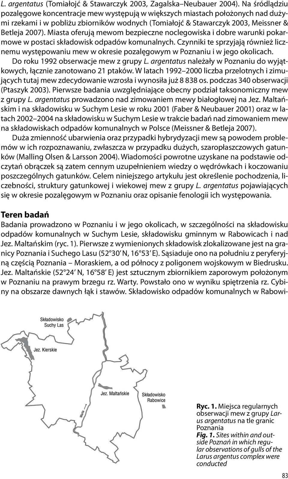 Miasta oferują mewom bezpieczne noclegowiska i dobre warunki pokarmowe w postaci składowisk odpadów komunalnych.