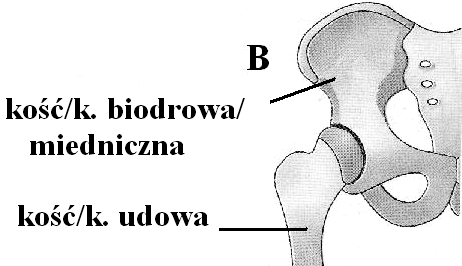 9. 1. Ssaki. 2. Płazy. 3. Ptaki. Za każde prawidłowe podanie nazwy gromady po 10. Tkanka: kostna. nazwy tkanki 11. 12. 1. F, 2. P, 3. P, 4. P. Typ stawu B: kulisty/wieloosiowy.