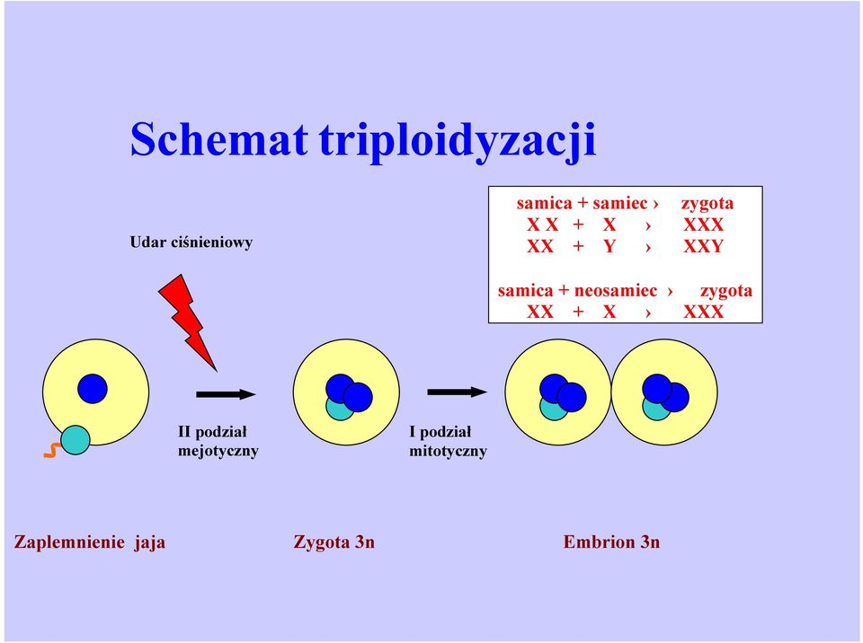 neosamiec zygota XX + X XXX II podział mejotyczny