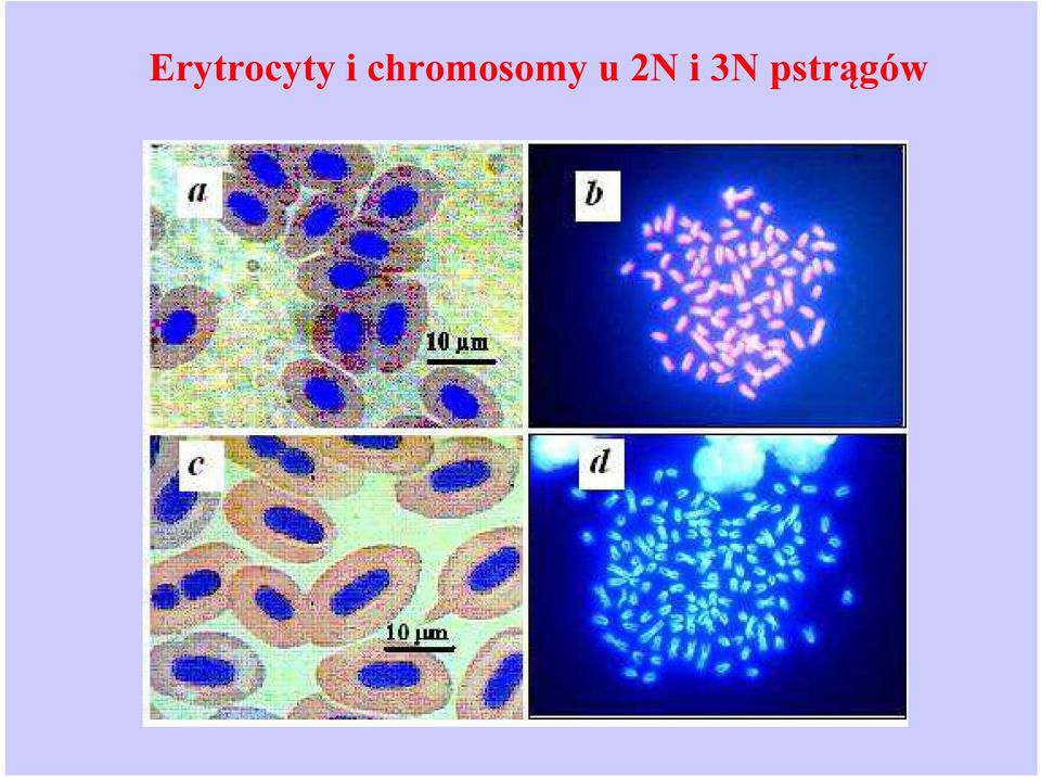 chromosomy