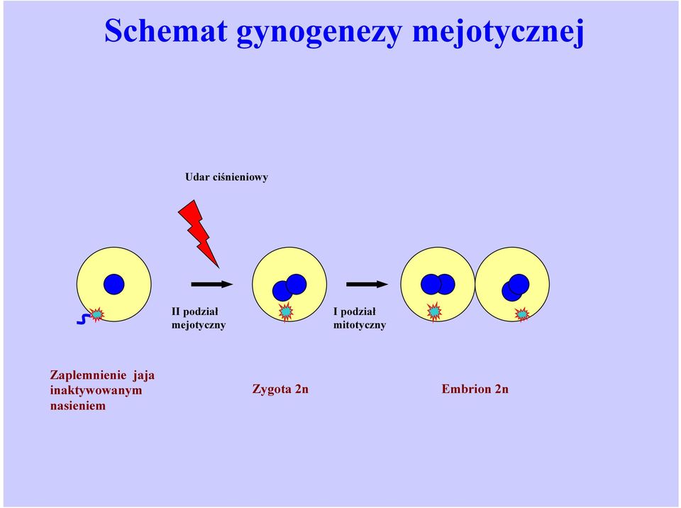 podział mitotyczny Zaplemnienie jaja