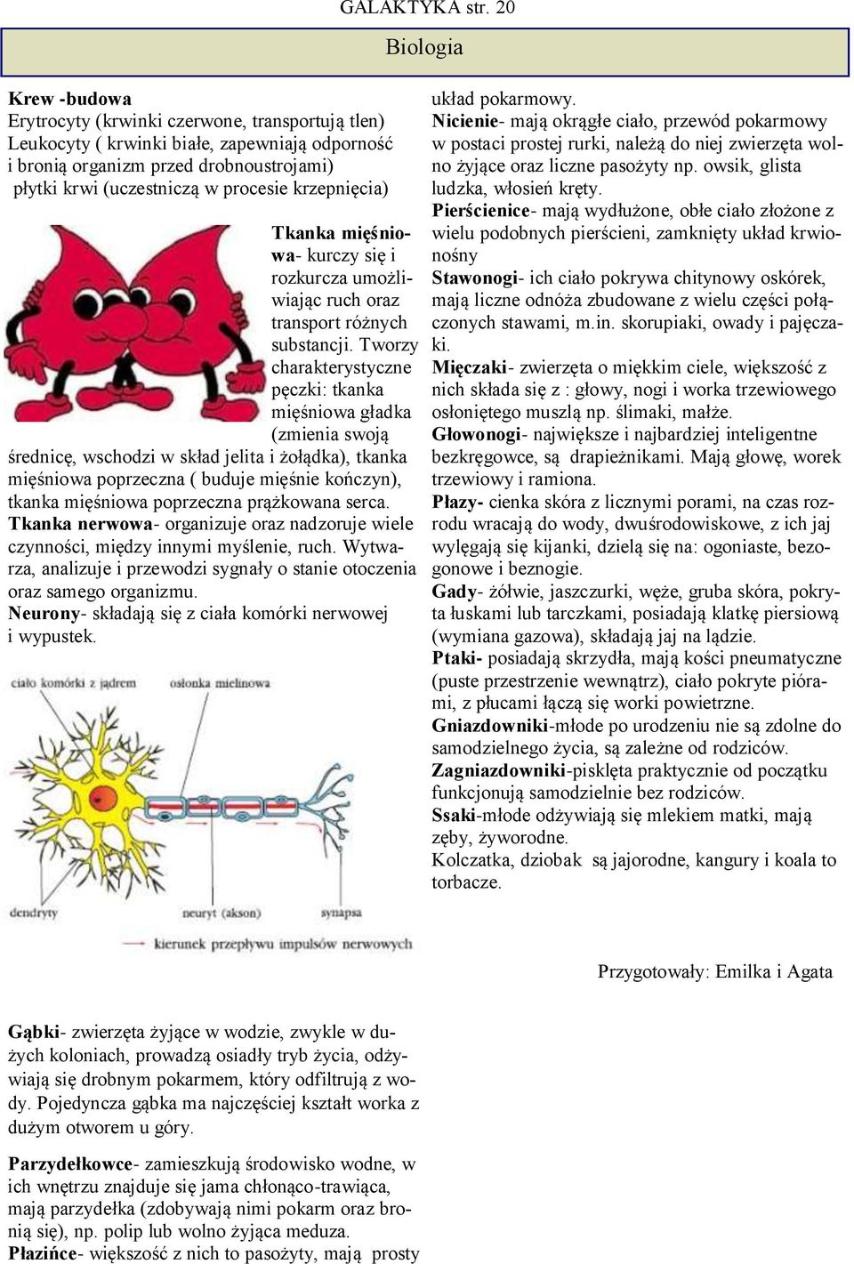 Tworzy charakterystyczne pęczki: tkanka mięśniowa gładka (zmienia swoją średnicę, wschodzi w skład jelita i żołądka), tkanka mięśniowa poprzeczna ( buduje mięśnie kończyn), tkanka mięśniowa