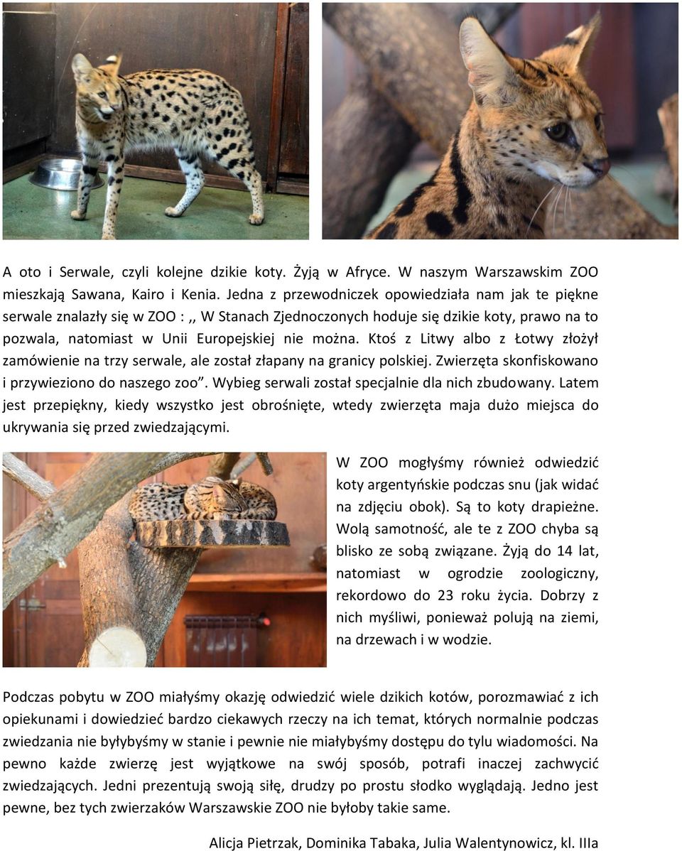 Ktoś z Litwy albo z Łotwy złożył zamówienie na trzy serwale, ale został złapany na granicy polskiej. Zwierzęta skonfiskowano i przywieziono do naszego zoo.