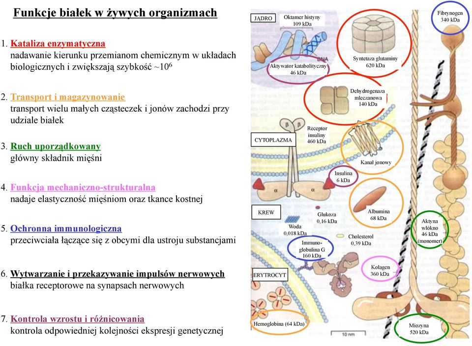 Transport i magazynowanie transport wielu ma#ych cz&steczek i jonów zachodzi przy udziale bia#ek 3.