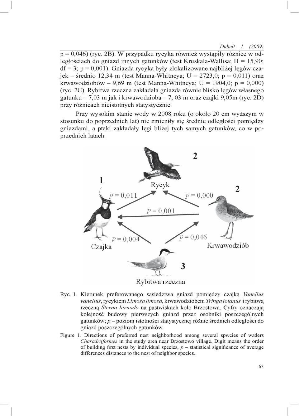 Rybitwa rzeczna zakładała gniazda równie blisko lęgów własnego gatunku 7,03 m jak i krwawodzioba 7, 03 m oraz czajki 9,05m (ryc. 2D) przy różnicach nieistotnych statystycznie.