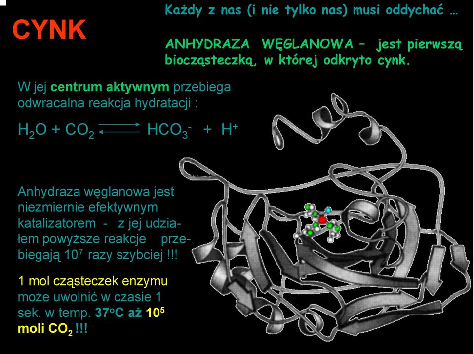 W jej centrum aktywnym przebiega odwracalna reakcja hydratacji : H 2 O + CO 2 HCO 3 - + H + Anhydraza