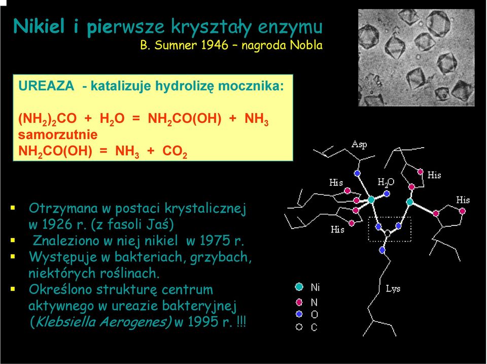 samorzutnie NH 2 CO(OH) = NH 3 + CO 2 Otrzymana w postaci krystalicznej w 1926 r.