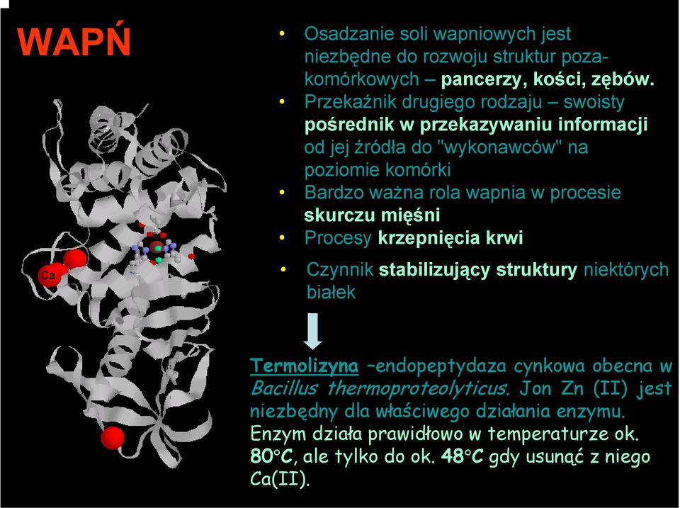 wapnia w procesie skurczu mięśni Procesy krzepnięcia krwi Czynnik stabilizujący struktury niektórych białek Termolizyna endopeptydaza cynkowa