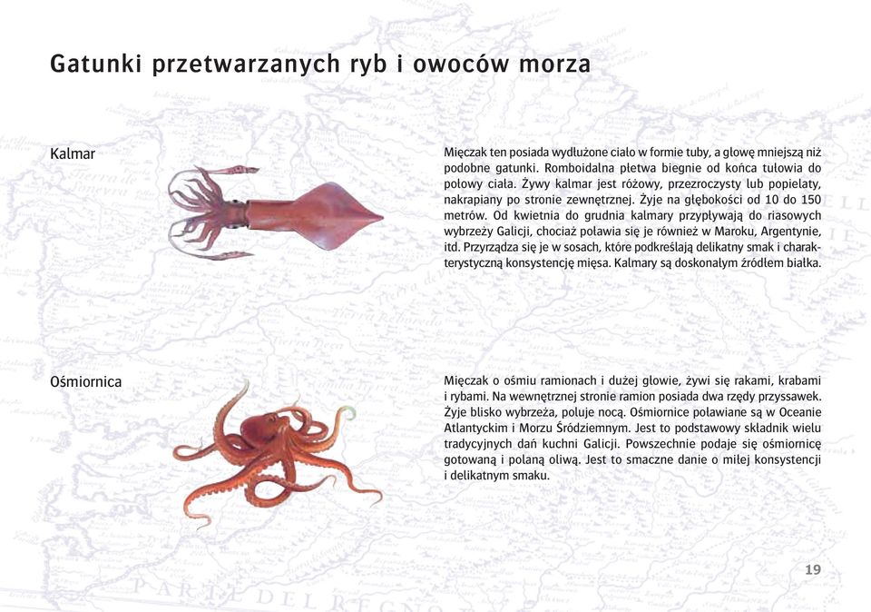 Od kwietnia do grudnia kalmary przypływają do riasowych wybrzeży Galicji, chociaż poławia się je również w Maroku, Argentynie, itd.