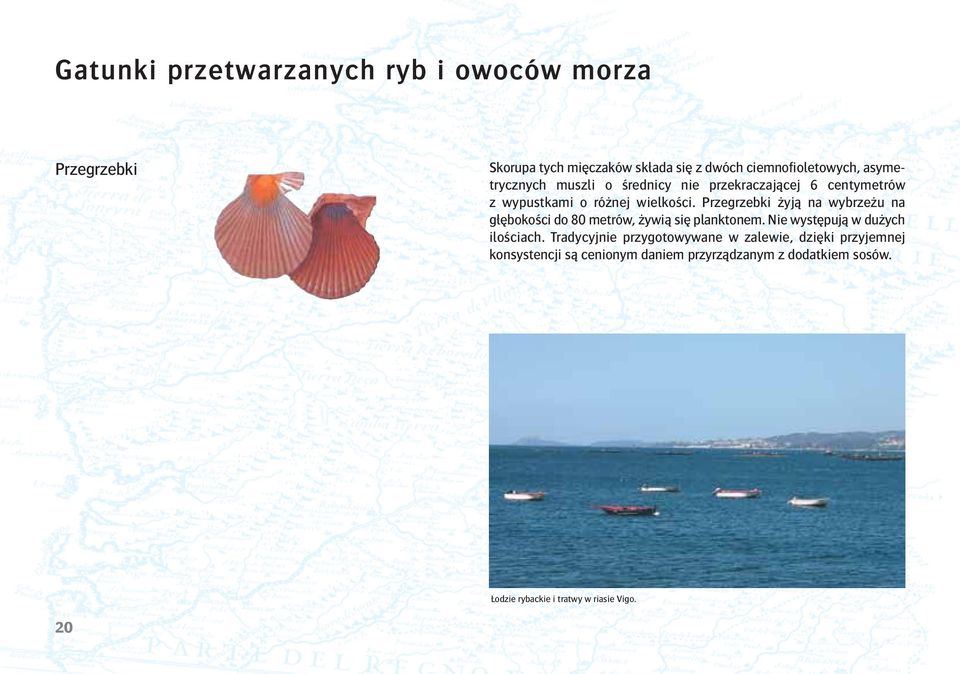 Przegrzebki żyją na wybrzeżu na głębokości do 80 metrów, żywią się planktonem. Nie występują w dużych ilościach.