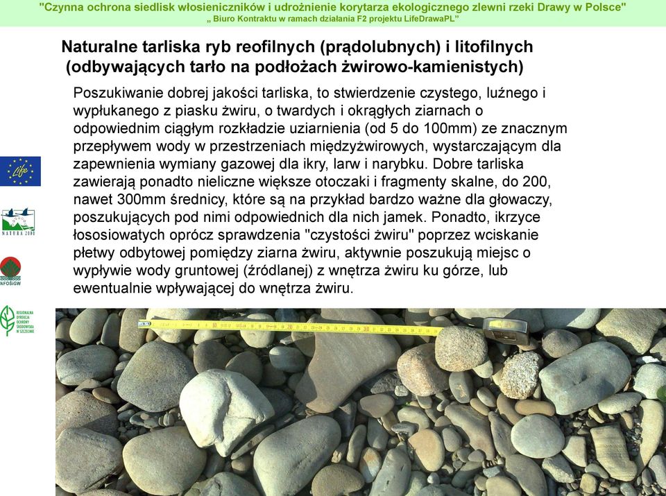 Dobre tarliska zawierają ponadto nieliczne większe otoczaki i fragmenty skalne, do 200, nawet 300mm średnicy, które są na przykład bardzo ważne dla głowaczy, poszukujących pod nimi odpowiednich dla