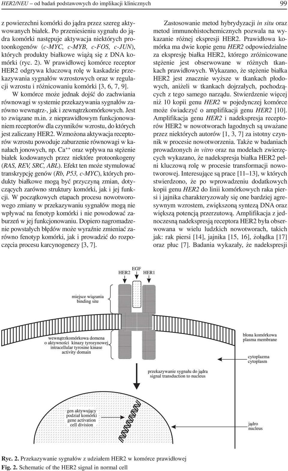 W prawidłowej komórce receptor HER2 odgrywa kluczową rolę w kaskadzie prze kazywania sygnałów wzrostowych oraz w regula cji wzrostu i różnicowaniu komórki [3, 6, 7, 9].