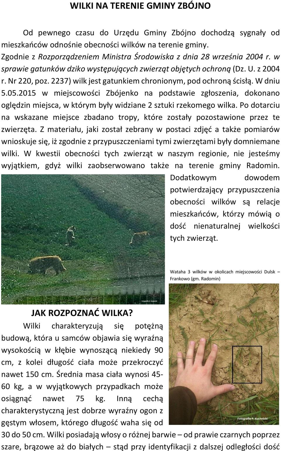 2237) wilk jest gatunkiem chronionym, pod ochroną ścisłą. W dniu 5.05.2015 w miejscowości Zbójenko na podstawie zgłoszenia, dokonano oględzin miejsca, w którym były widziane 2 sztuki rzekomego wilka.