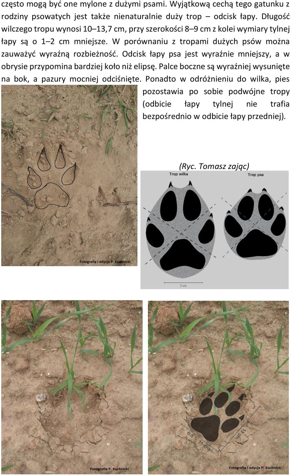 W porównaniu z tropami dużych psów można zauważyć wyraźną rozbieżność. Odcisk łapy psa jest wyraźnie mniejszy, a w obrysie przypomina bardziej koło niż elipsę.