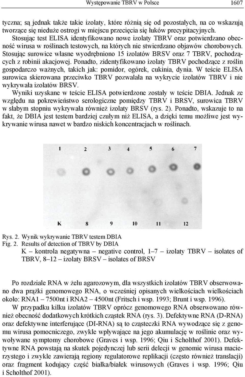 Stosując surowice własne wyodrębniono 15 izolatów BRSV oraz 7 TBRV, pochodzących z robinii akacjowej.