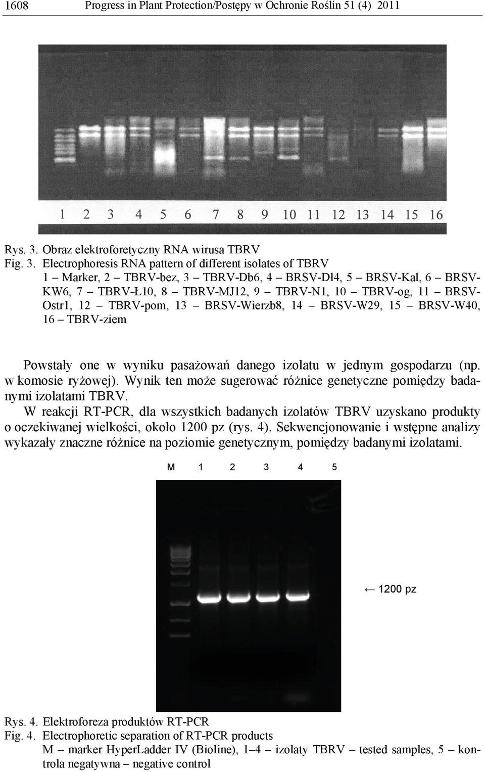 Electrophoresis RNA pattern of different isolates of TBRV 1 Marker, 2 TBRV-bez, 3 TBRV-Db6, 4 BRSV-Dł4, 5 BRSV-Kal, 6 BRSV- KW6, 7 TBRV-Ł10, 8 TBRV-MJ12, 9 TBRV-N1, 10 TBRV-og, 11 BRSV- Ostr1, 12