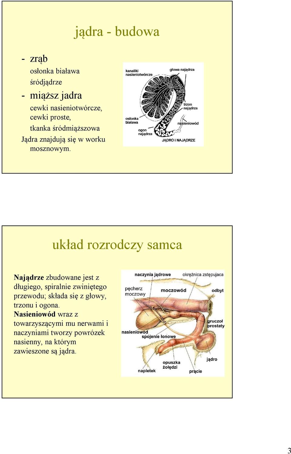 jądra - budowa układ rozrodczy samca Najądrze zbudowane jest z długiego, spiralnie zwiniętego