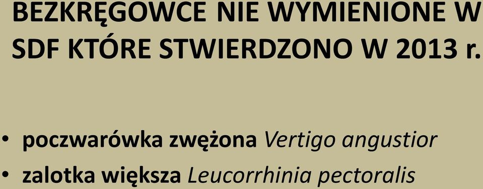 poczwarówka zwężona Vertigo