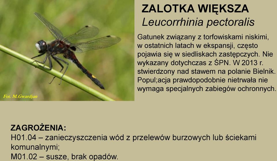 ekspansji, często pojawia się w siedliskach zastępczych. Nie wykazany dotychczas z ŚPN. W 2013 r.