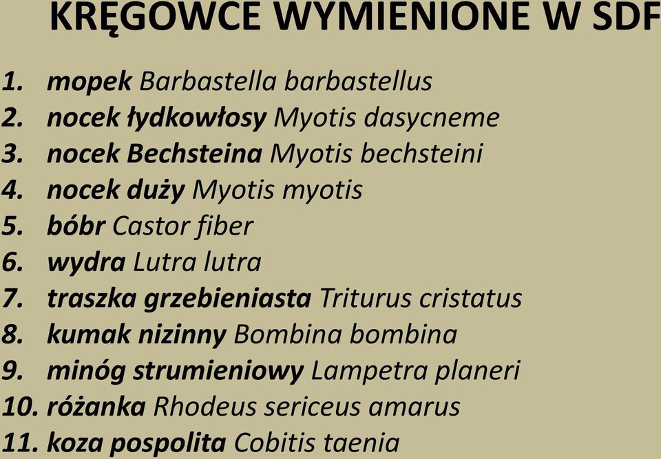 nocek duży Myotis myotis 5. bóbr Castor fiber 6. wydra Lutra lutra 7.