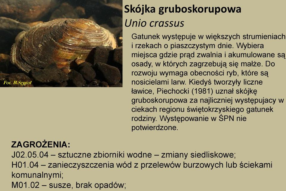 Kiedyś tworzyły liczne ławice, Piechocki (1981) uznał skójkę gruboskorupowa za najliczniej występujacy w ciekach regionu świętokrzyskiego gatunek rodziny.