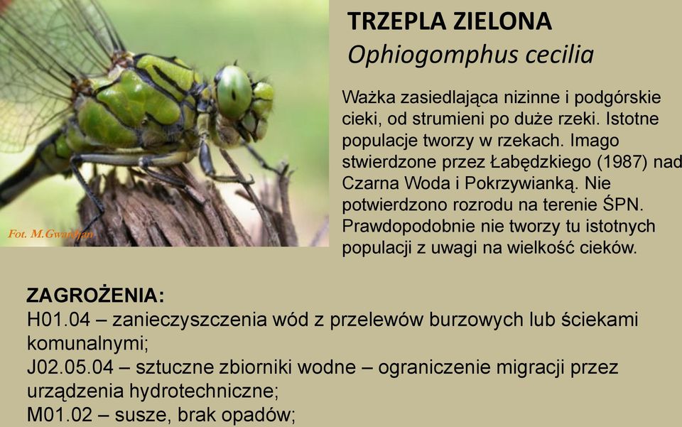 Nie potwierdzono rozrodu na terenie ŚPN. Prawdopodobnie nie tworzy tu istotnych populacji z uwagi na wielkość cieków. H01.