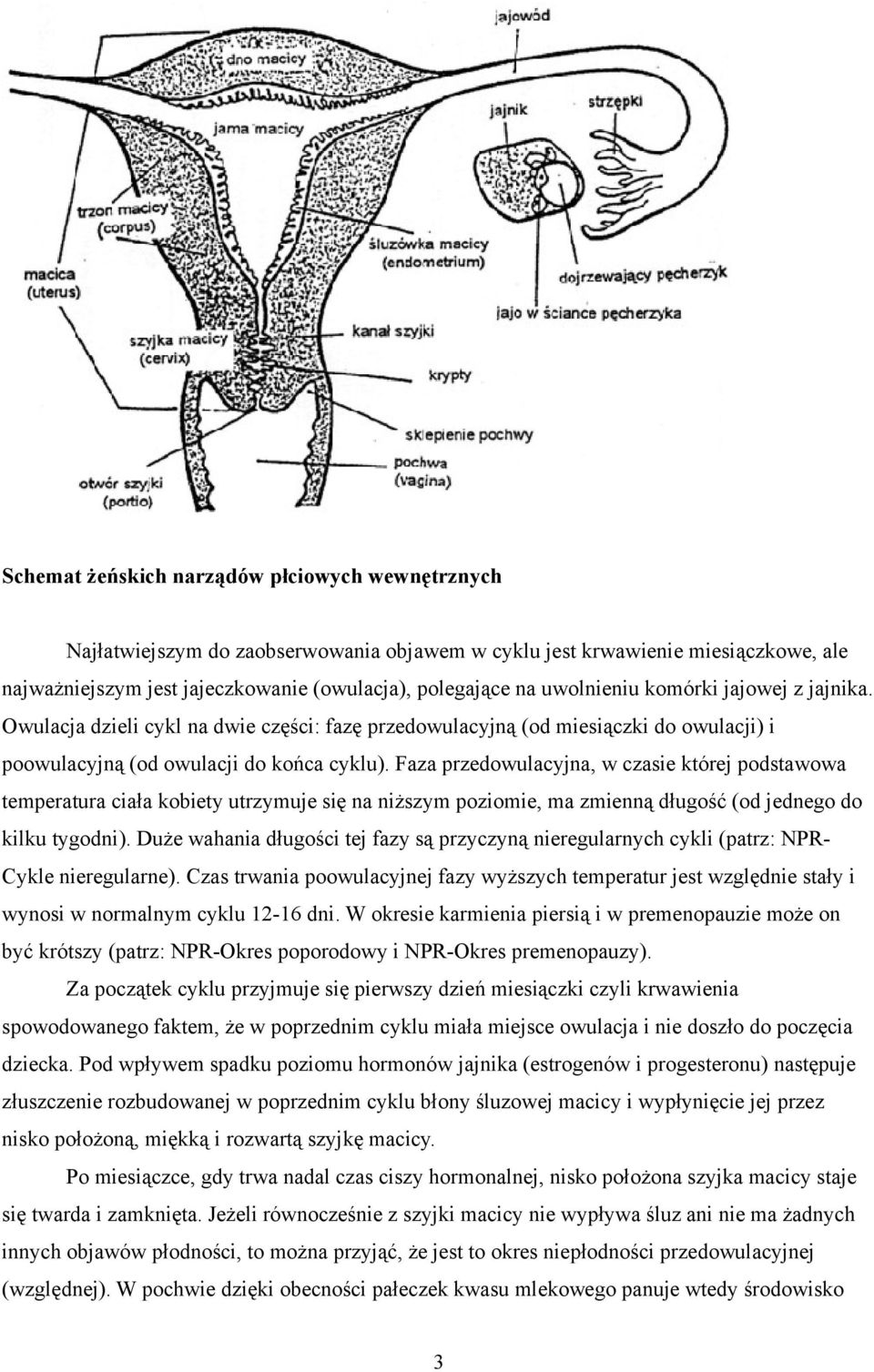 Faza przedowulacyjna, w czasie której podstawowa temperatura ciała kobiety utrzymuje się na niższym poziomie, ma zmienną długość (od jednego do kilku tygodni).