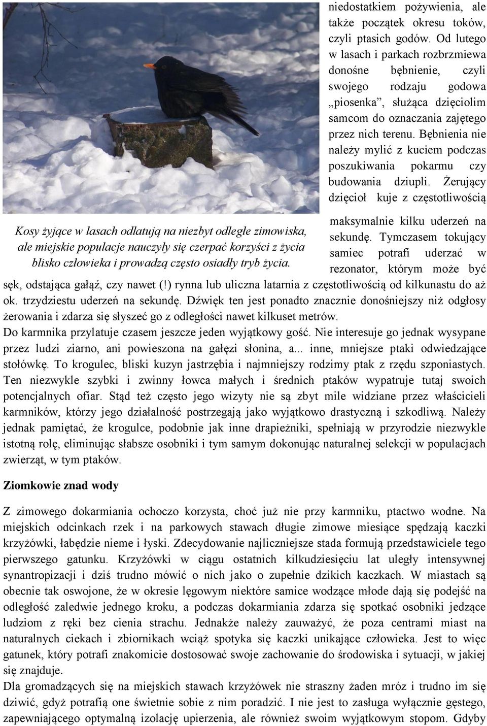 Od lutego w lasach i parkach rozbrzmiewa donośne bębnienie, czyli swojego rodzaju godowa piosenka, służąca dzięciolim samcom do oznaczania zajętego przez nich terenu.
